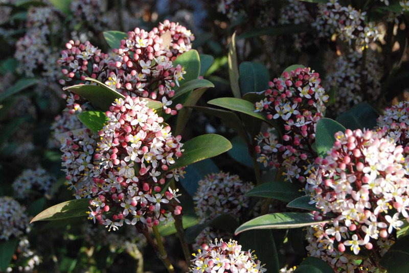 Skimia japonica 'Rubella'