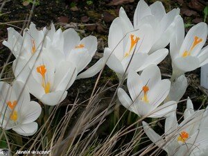 Crocus_blancs