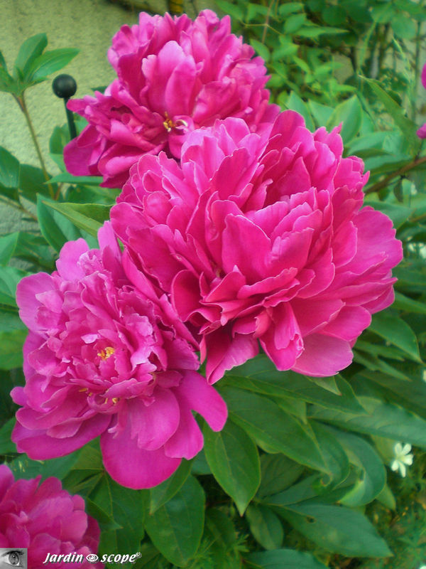 Paeonia officinalis 'Karl Rosenfield