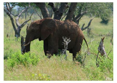 Elephant