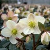 Hellebore_nigercors_Candy_Love_691484_1_1_