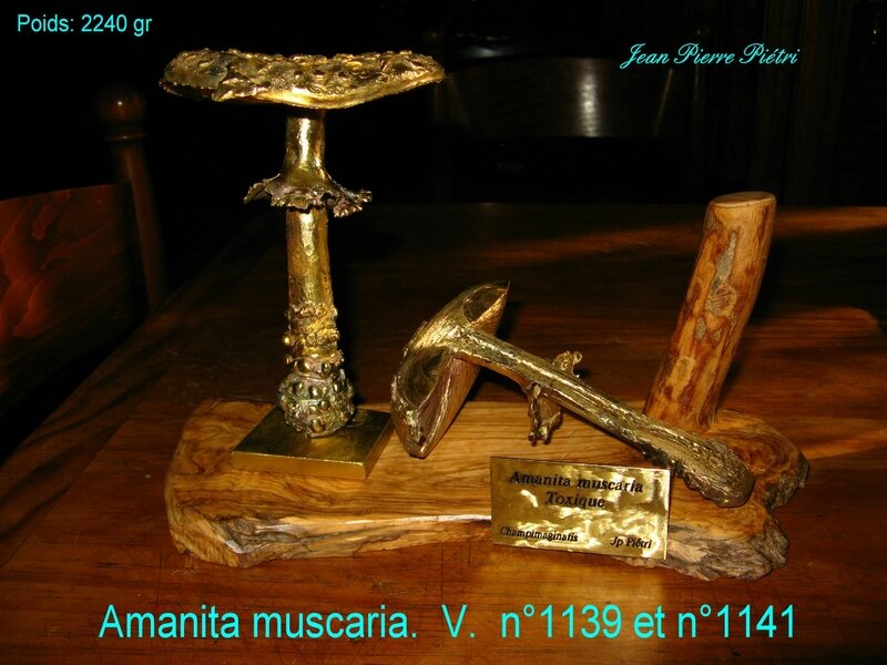 Amanita muscaria n°1139 et 1141