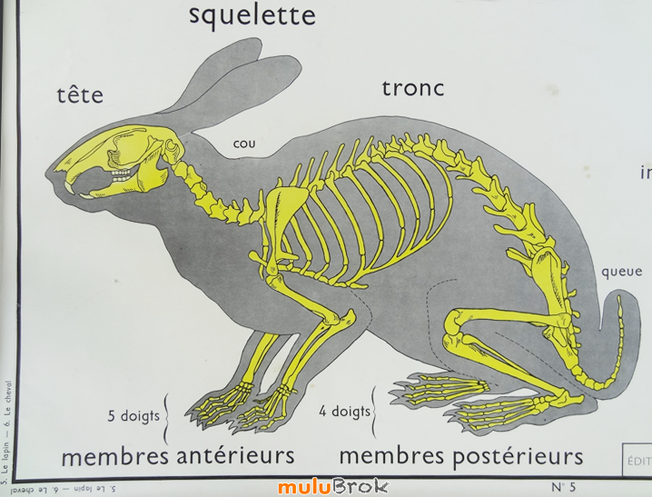 Affiche-scolaire-CHEVAL-LAPIN-9-muluBrok