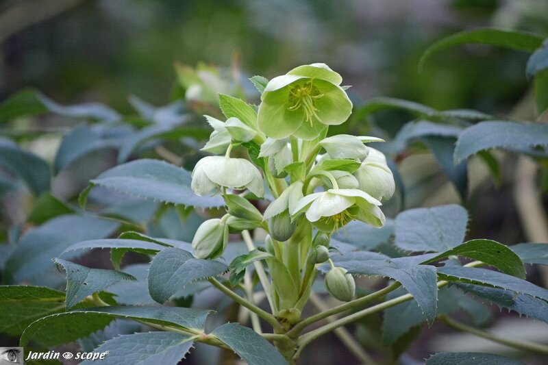 Hellebore-de-Corse