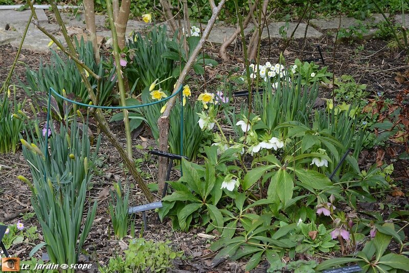 Hellébore, narcisses, Perce-neige,...