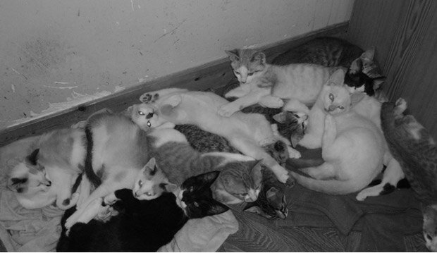 bandeau_30CHATS