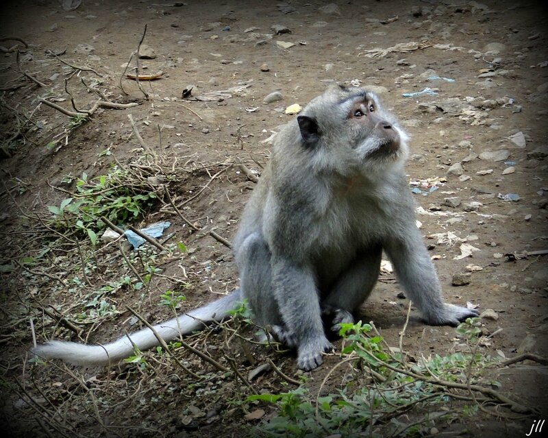 DSC07397 macaque de Java