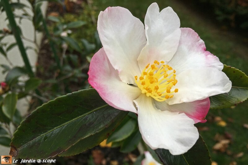 Camellia Sasanqua Versicolor