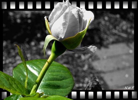 rose_noir_et_blanc_3