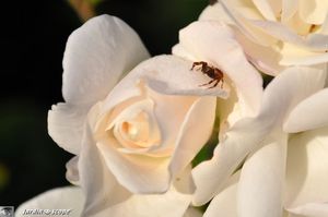 Rosier-fee-des-Neiges-3