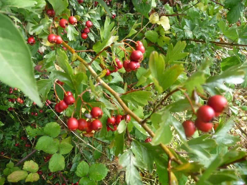 Fruits de l'épine-vinette