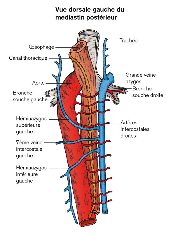 vue dorsale mediastin