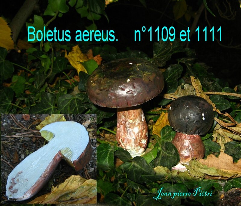 Boletus aereus n°1109 et n°1111