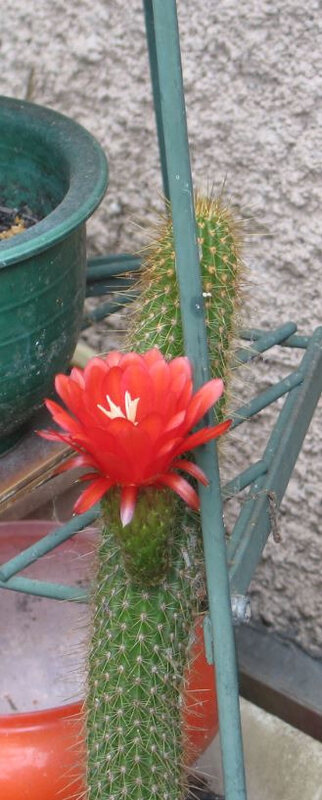 fleur cactus 1