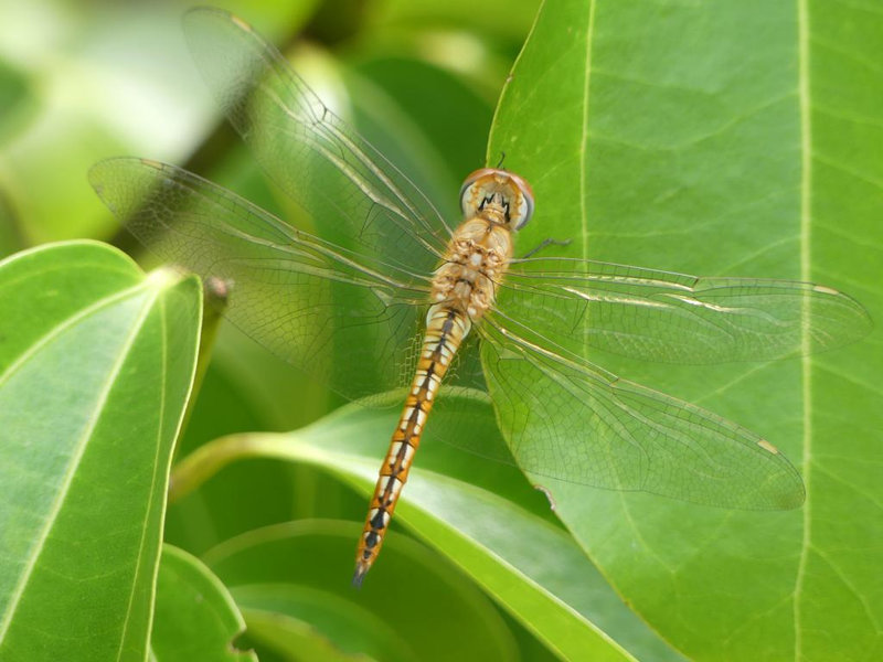 P1230843