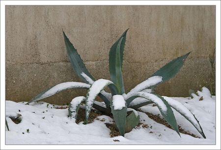 Yucca_neige