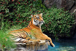 NZEL06_159_tigre_bengale