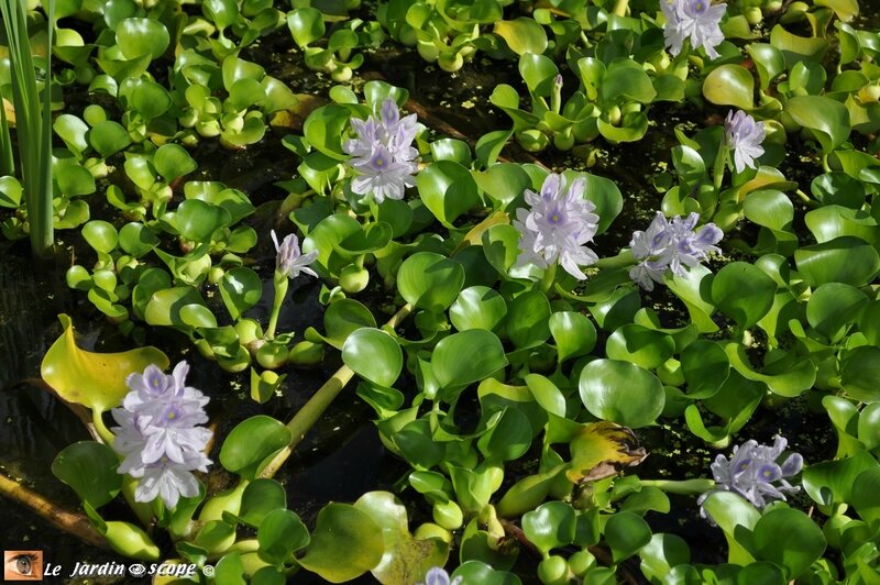 Eichhornia-crassipes