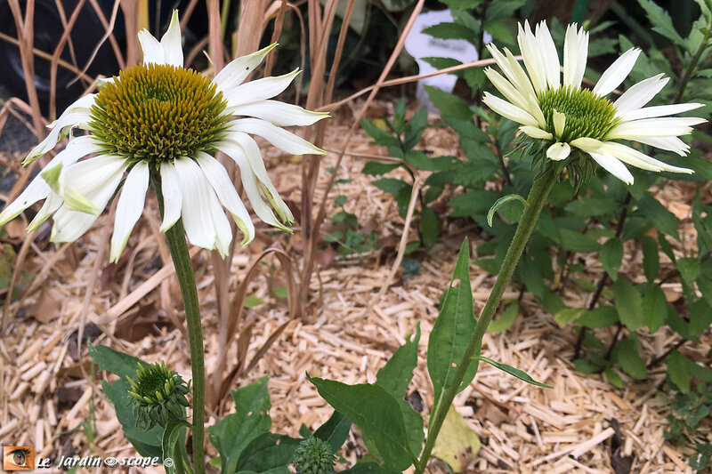 Echinacea-purpurea-Virgin-1