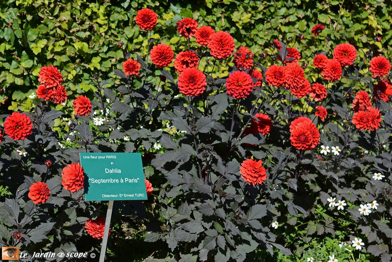 Dahlia-Septembre-à-Paris