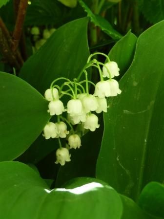 4_muguet