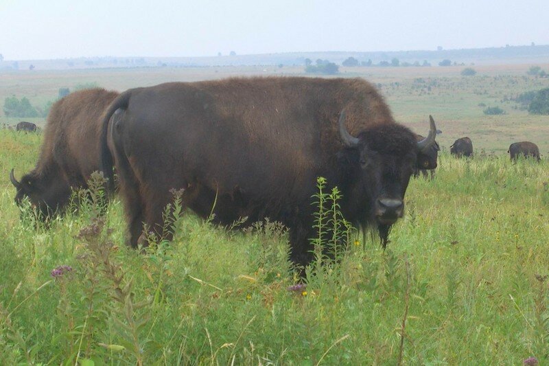 bison12