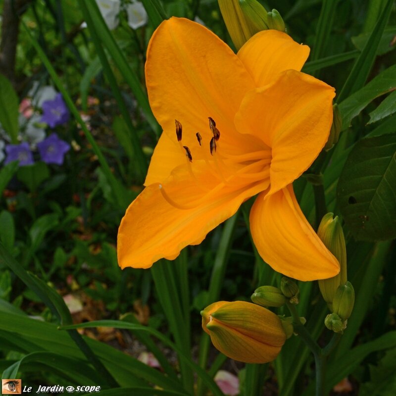 Hemerocallis Orange Prelude