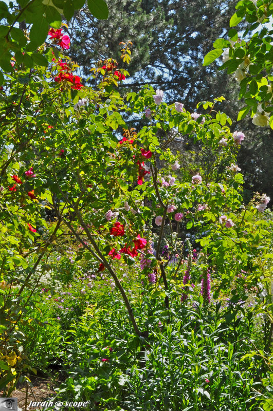 Un savant mélange de rosiers et de plantes vivaces