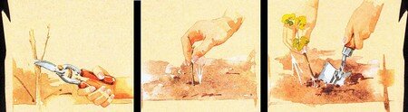 Illustration bouturage à bois sec