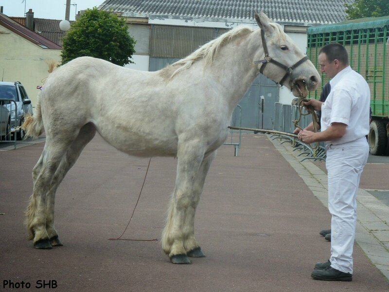 Chym - Concours Elevage local - Marquise (62) - 17 Juin 2014 - photo SHB