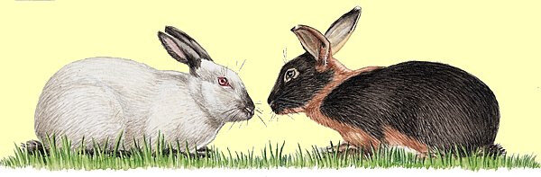 Lapin 2