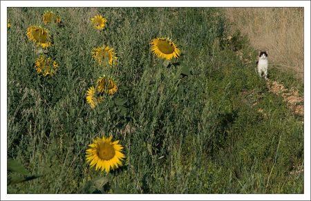 Tournesols_chat_310710