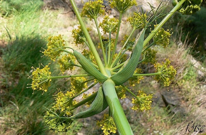 gaines parfois verticillées