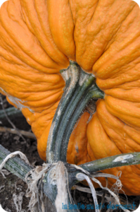 Courge V1