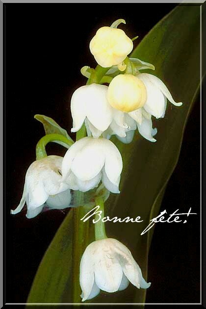 05muguet