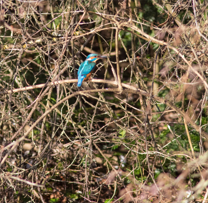 Oiseau MP 6 100223