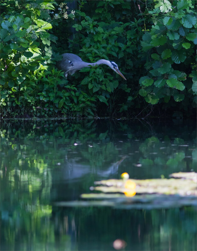 ville oiseau héron peche 240518 0