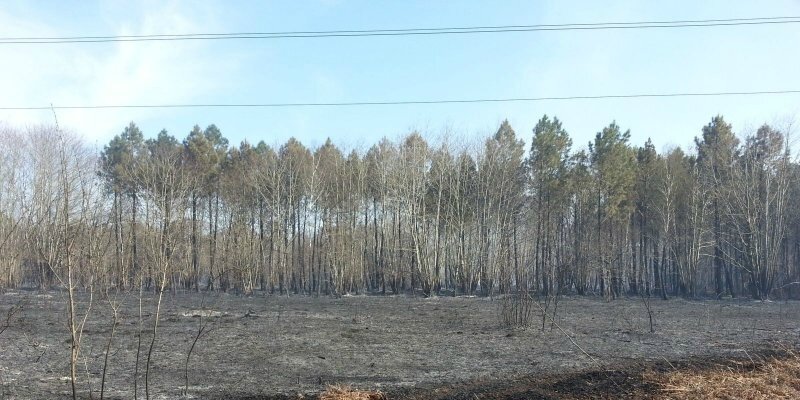 Bassin d'arcachon un feu de forêt à Marcheprime