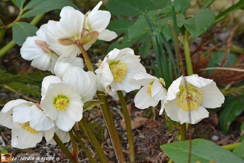 Hellebore