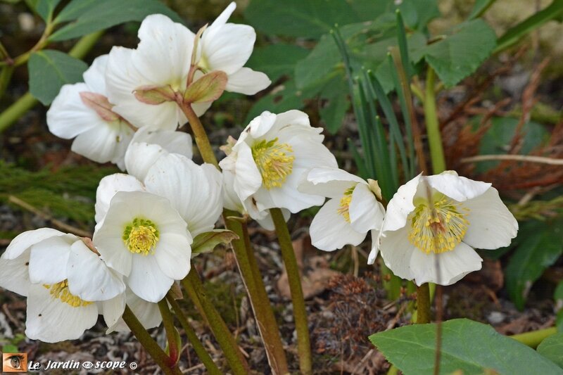 Hellebore