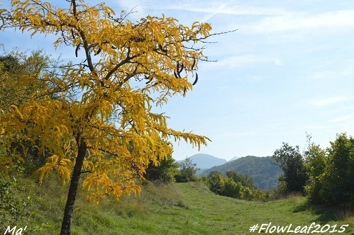 151017_4_FlowLeaf2015
