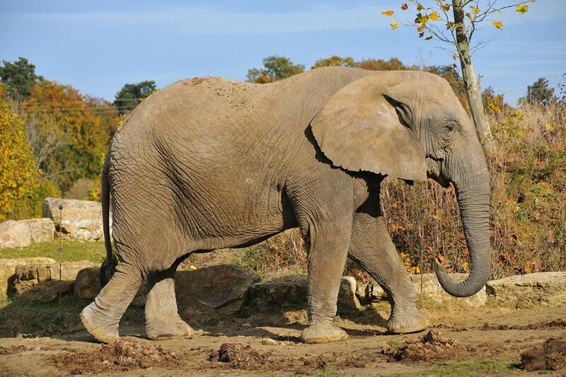 Elephant-15