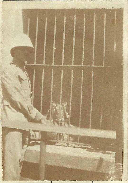 lion zoo bamako simon pierre 1921