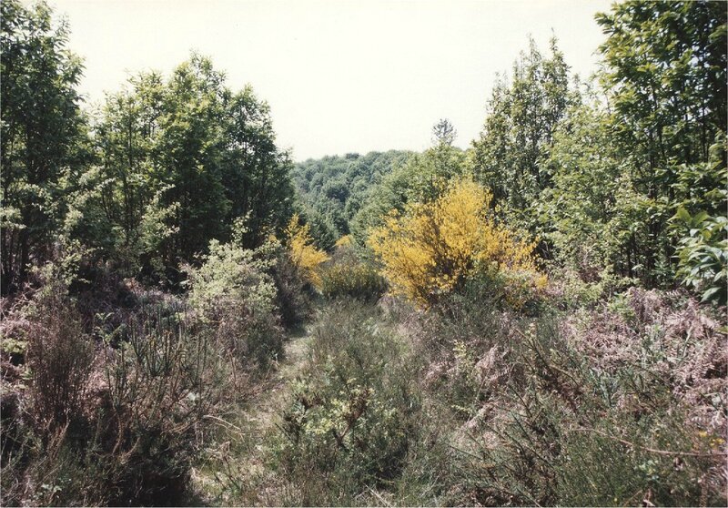 chemin au fond du vallon de la Roussie