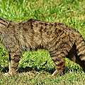 ROYAUME-UNI - Des Chats sauvages réintroduits dans les Cairngorms (<b>Ecosse</b>) !