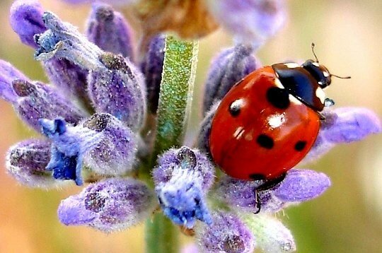 LA COCCINELLE le Blog d ISIS