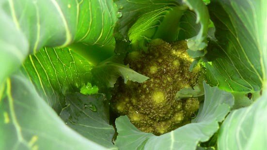romanesco