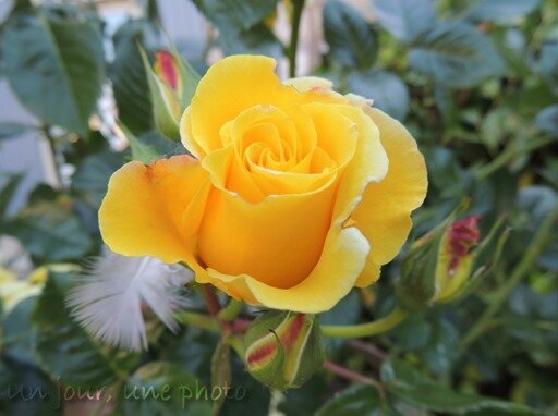 && rose jaune