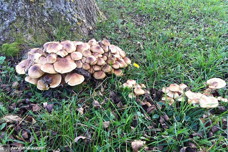 Armillaire couleur de miel • Armillaria mellea