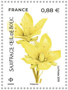 Saxifrage